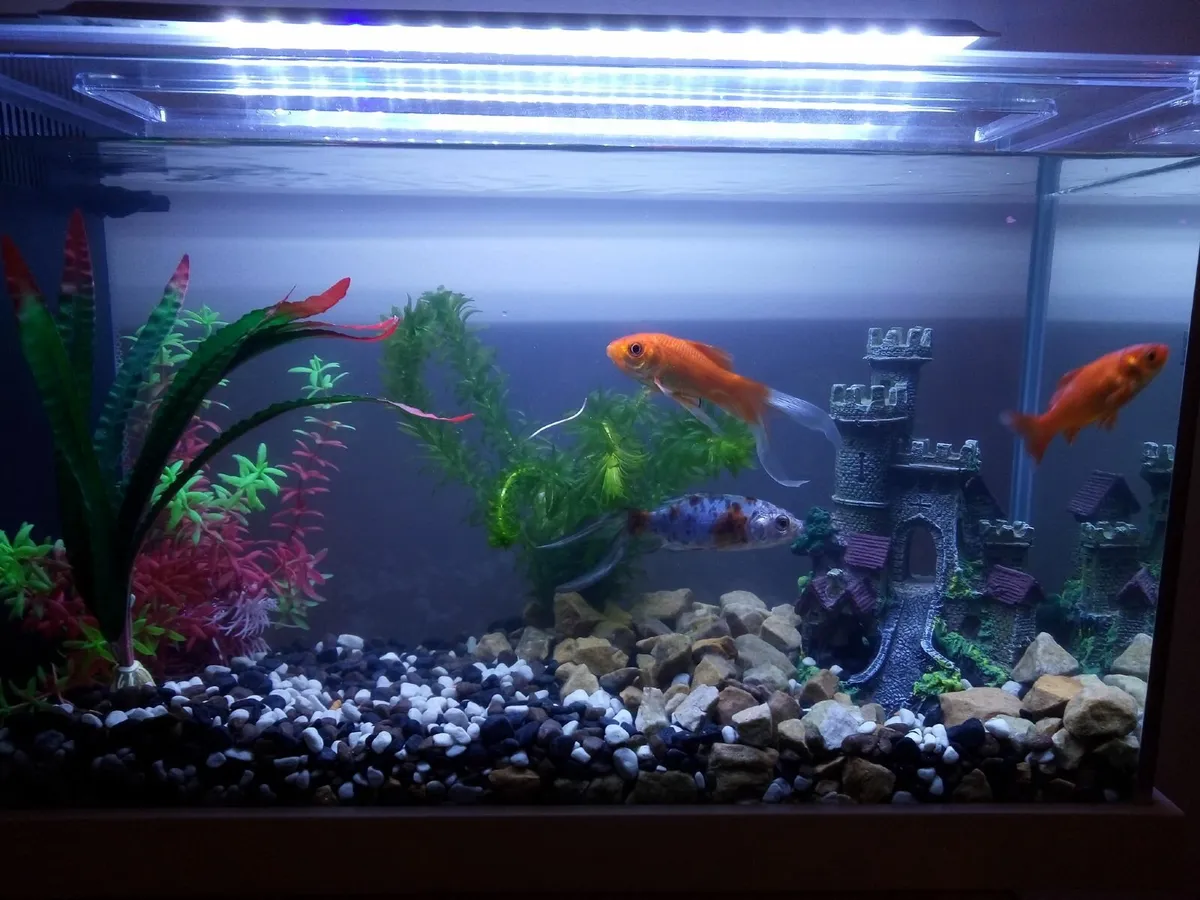 Fish Tank 20 litres Full set - Image 4