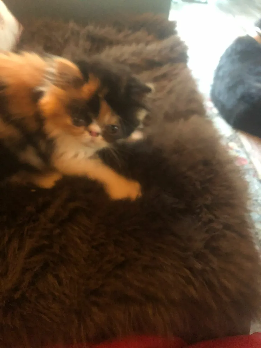 Registered Persian Kitten. - Image 4