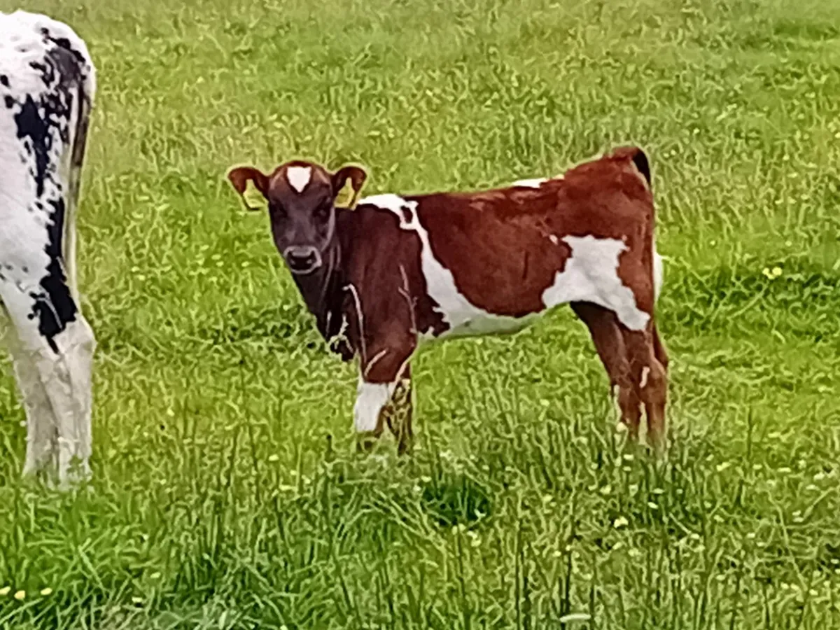 Droimeann heifer calf-organic - Image 2