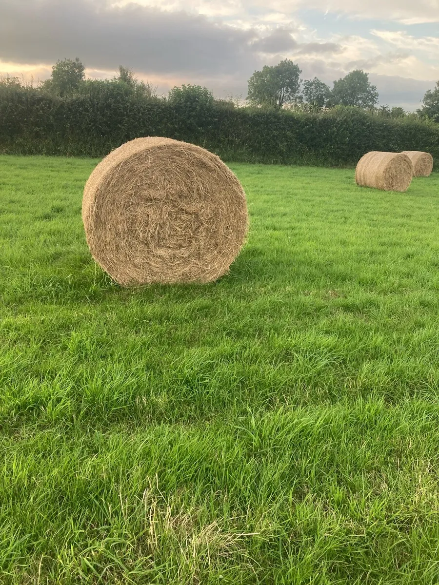Hay