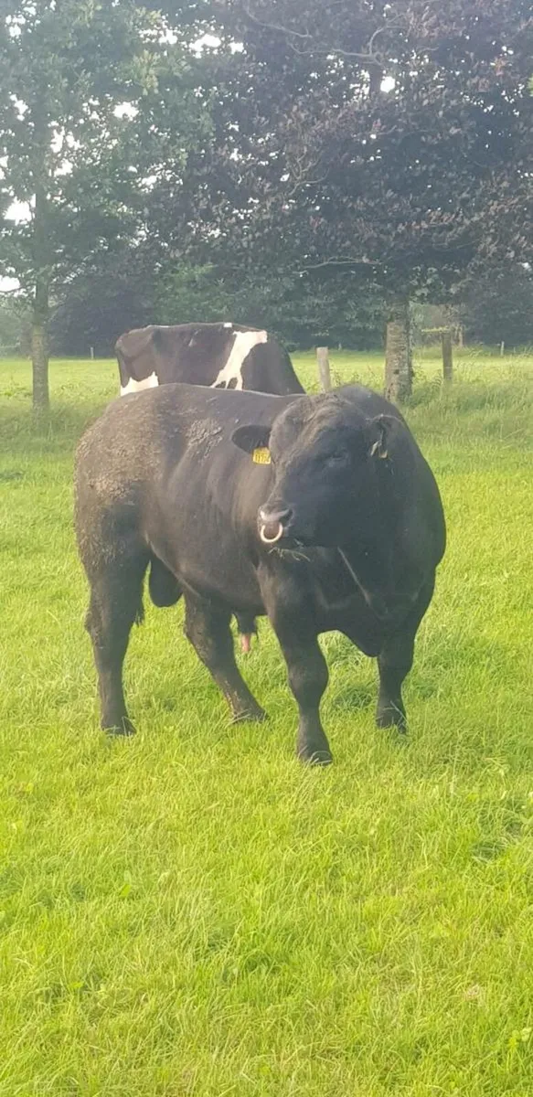 Angus Bulls - Image 1