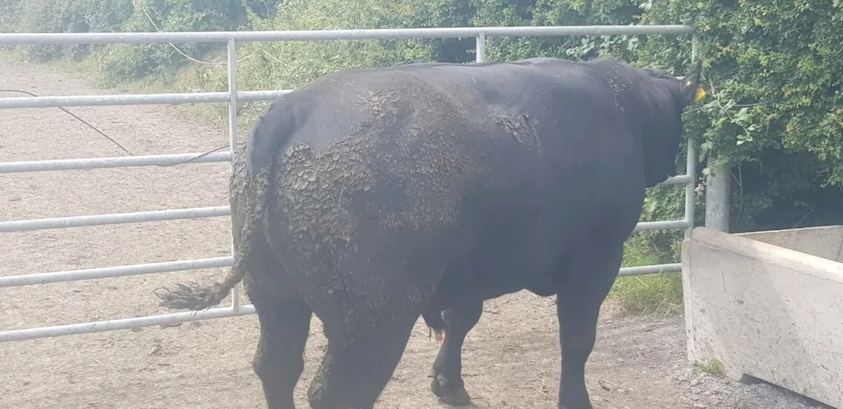 Angus Bulls - Image 2