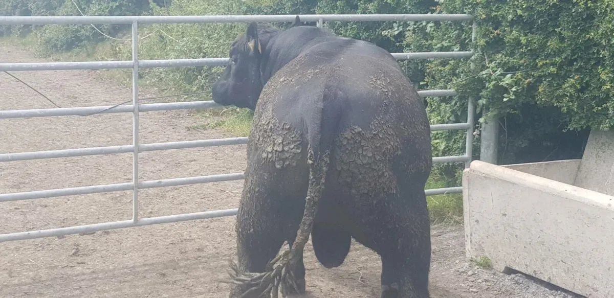 Angus Bulls - Image 3