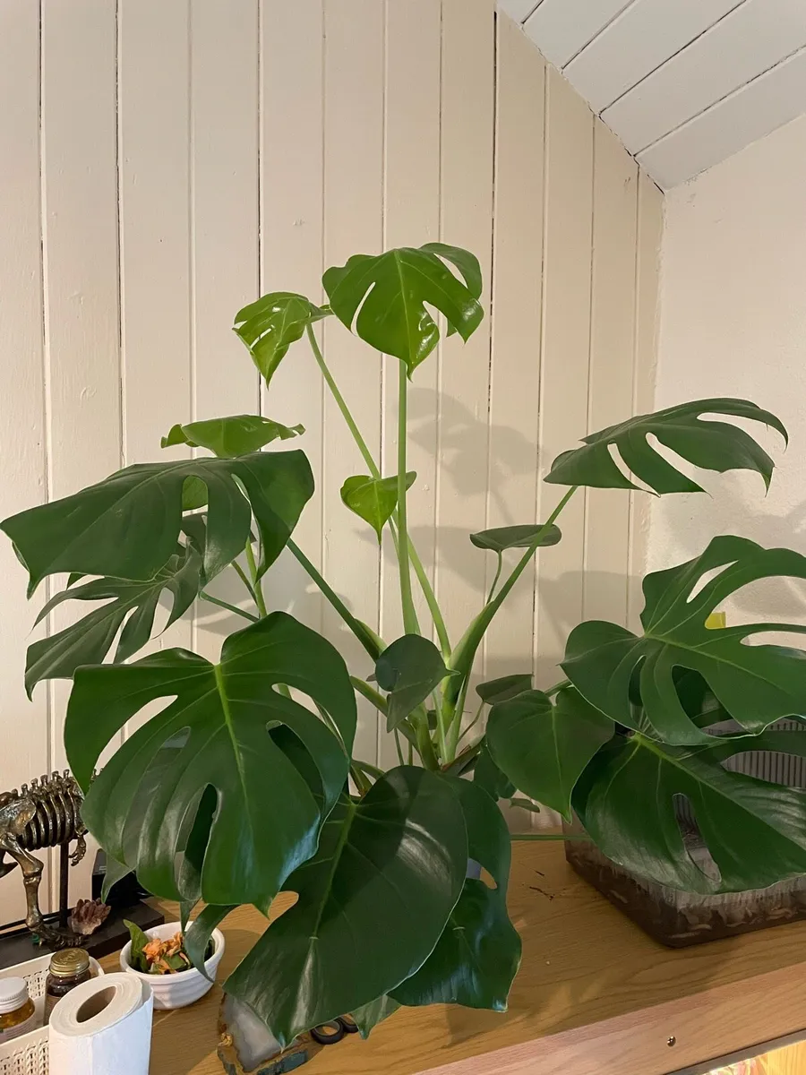 Bundle of plants - Image 1