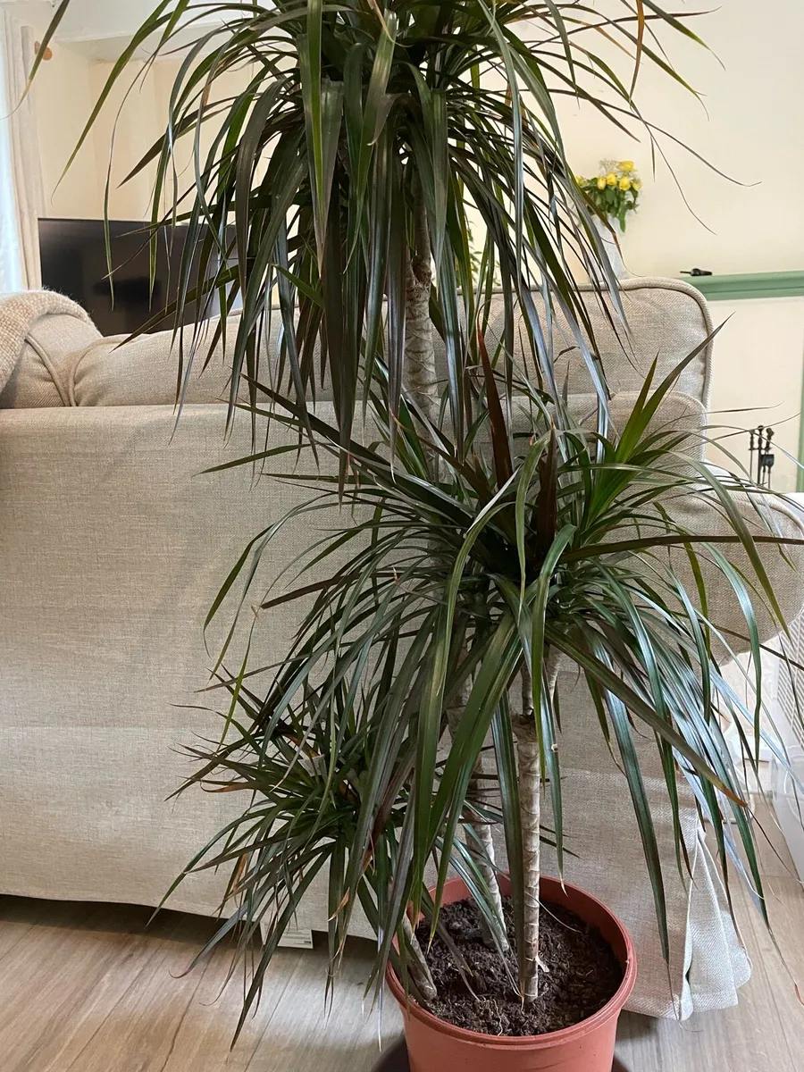 Bundle of plants - Image 2