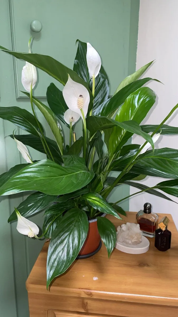 Bundle of plants - Image 4