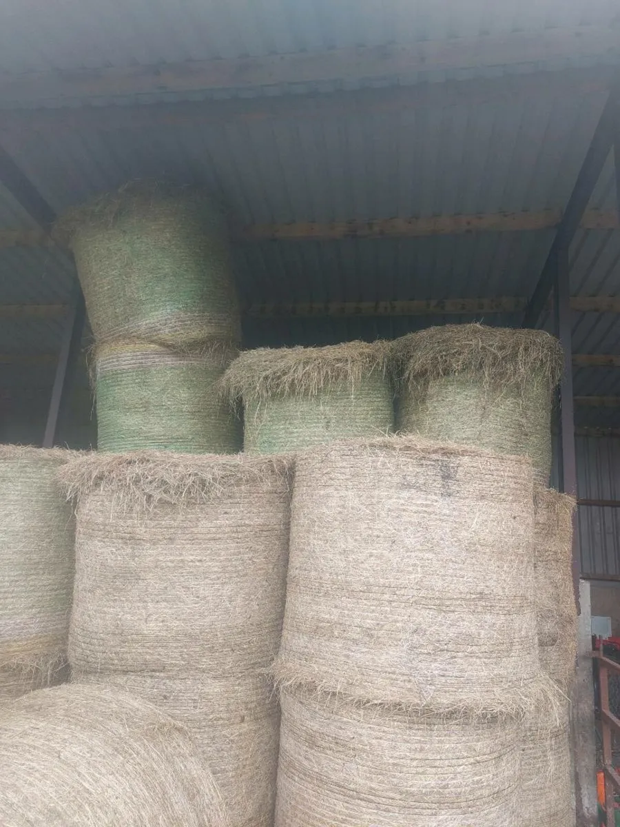 Good quality hay - Image 2