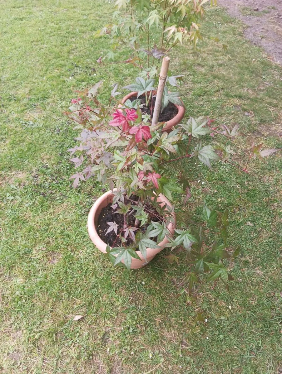 Beautiful Japanese maple,30 Euro - Image 1