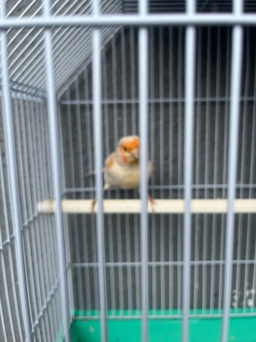 Male canary - Image 1