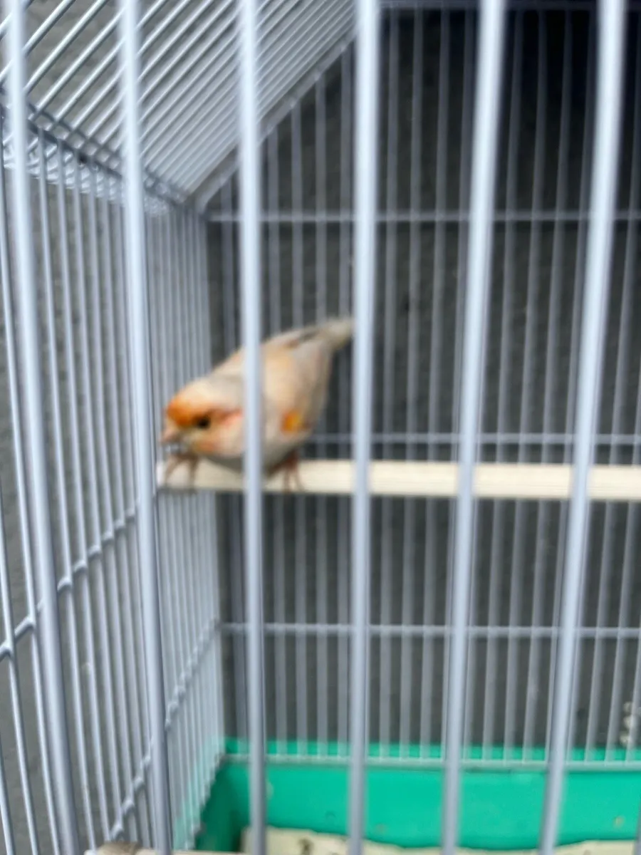 Male canary - Image 2