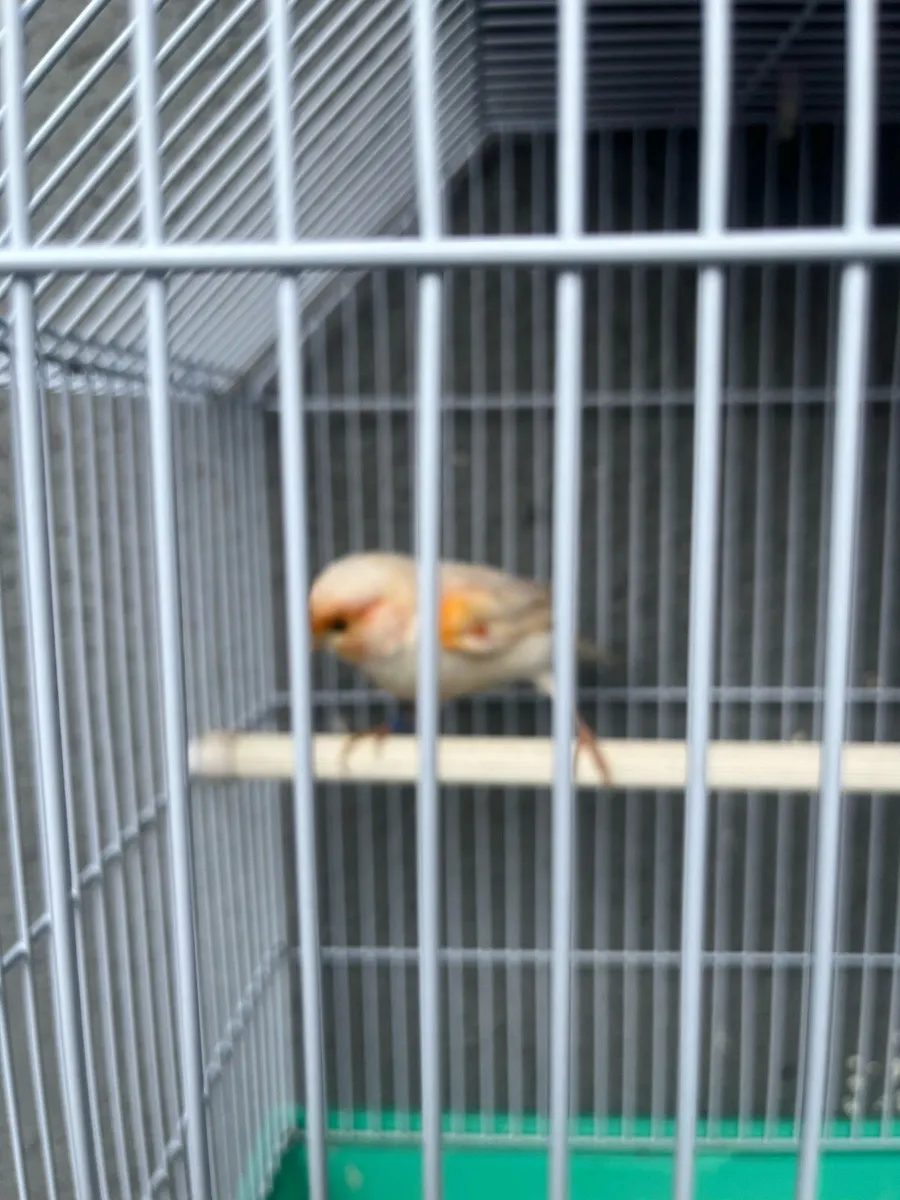 Male canary - Image 3