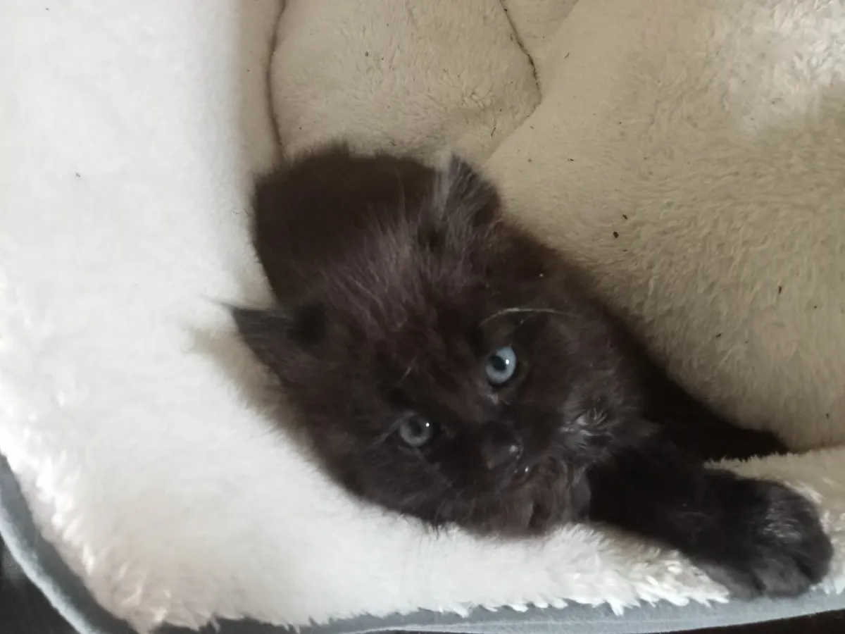 Kittens - Image 3