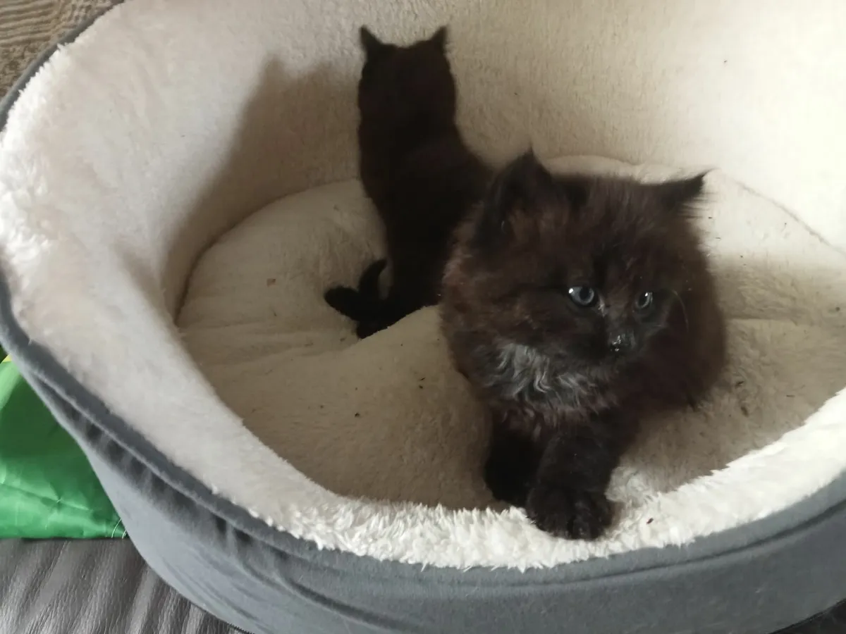 Kittens - Image 4