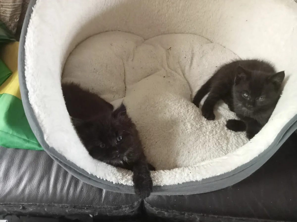 Kittens - Image 1