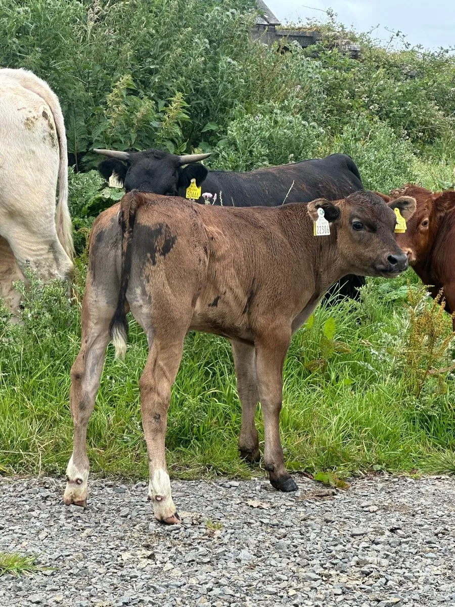 Calf - Image 1