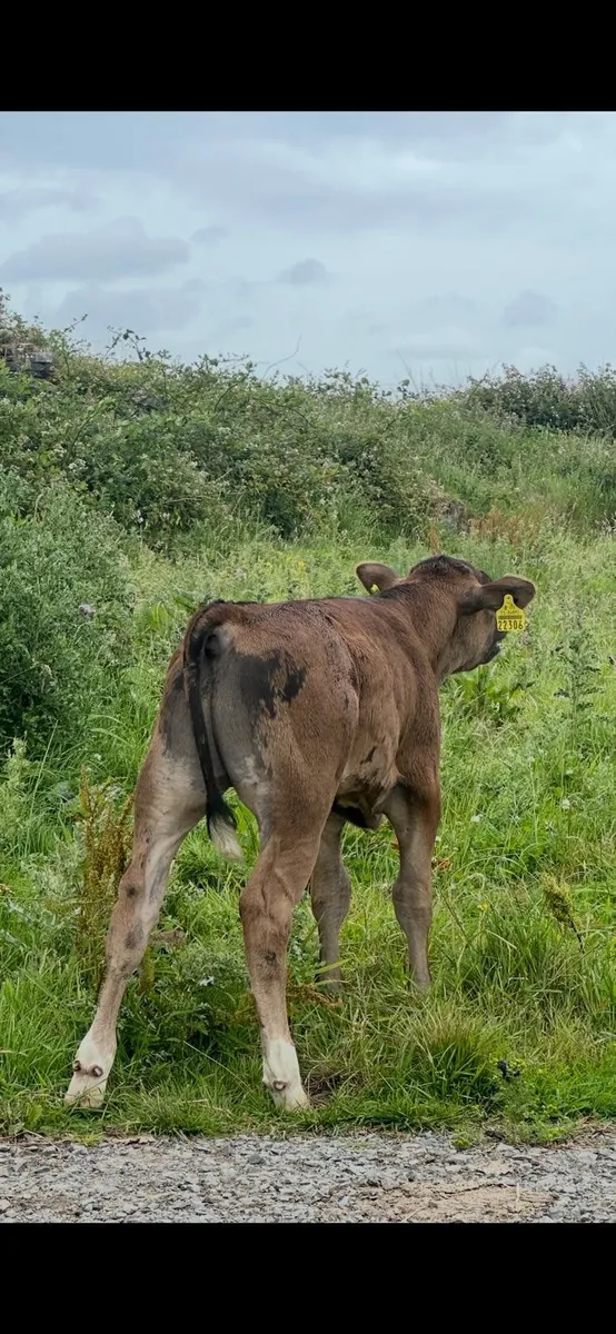 Calf - Image 3