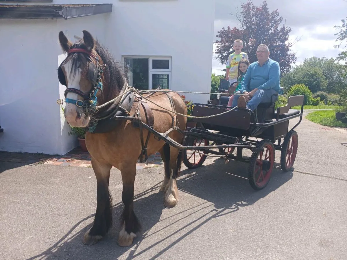 Pony For Sale - Image 1