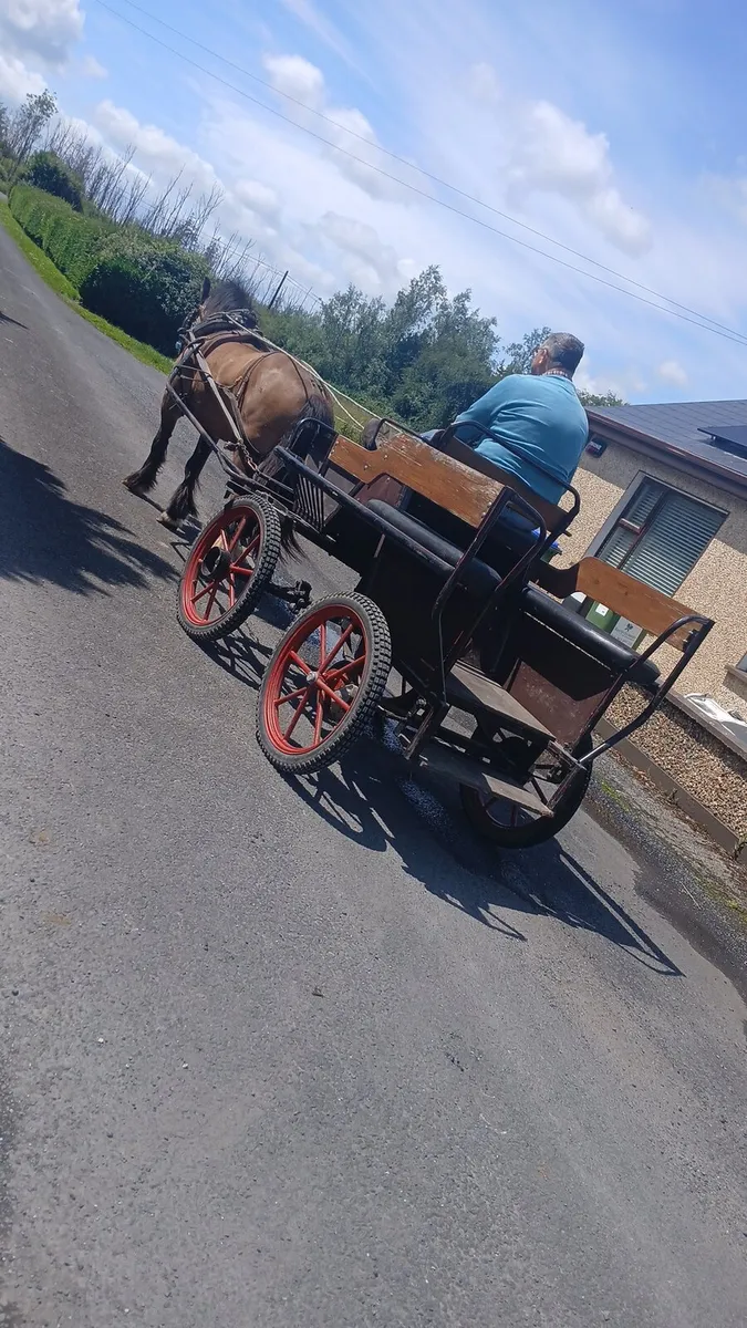 Pony For Sale - Image 3