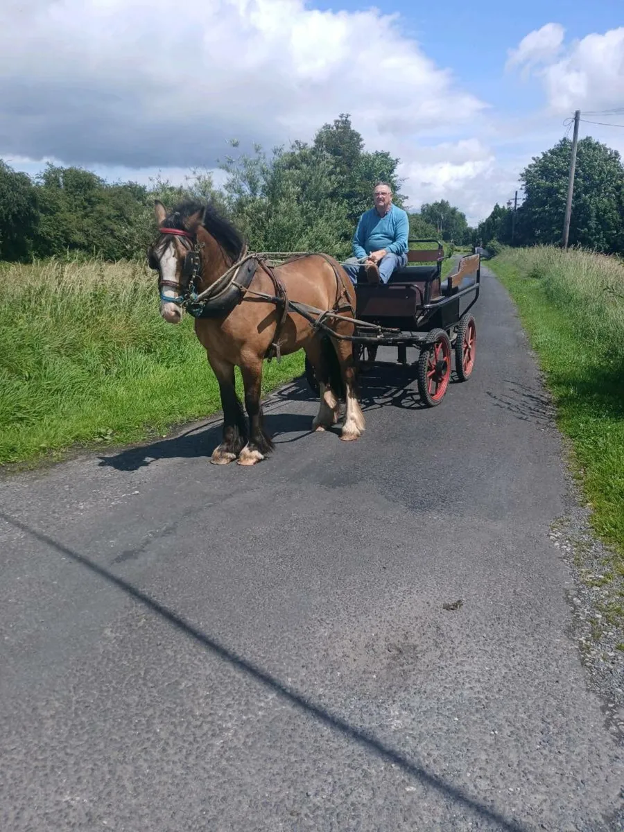 Pony For Sale - Image 4