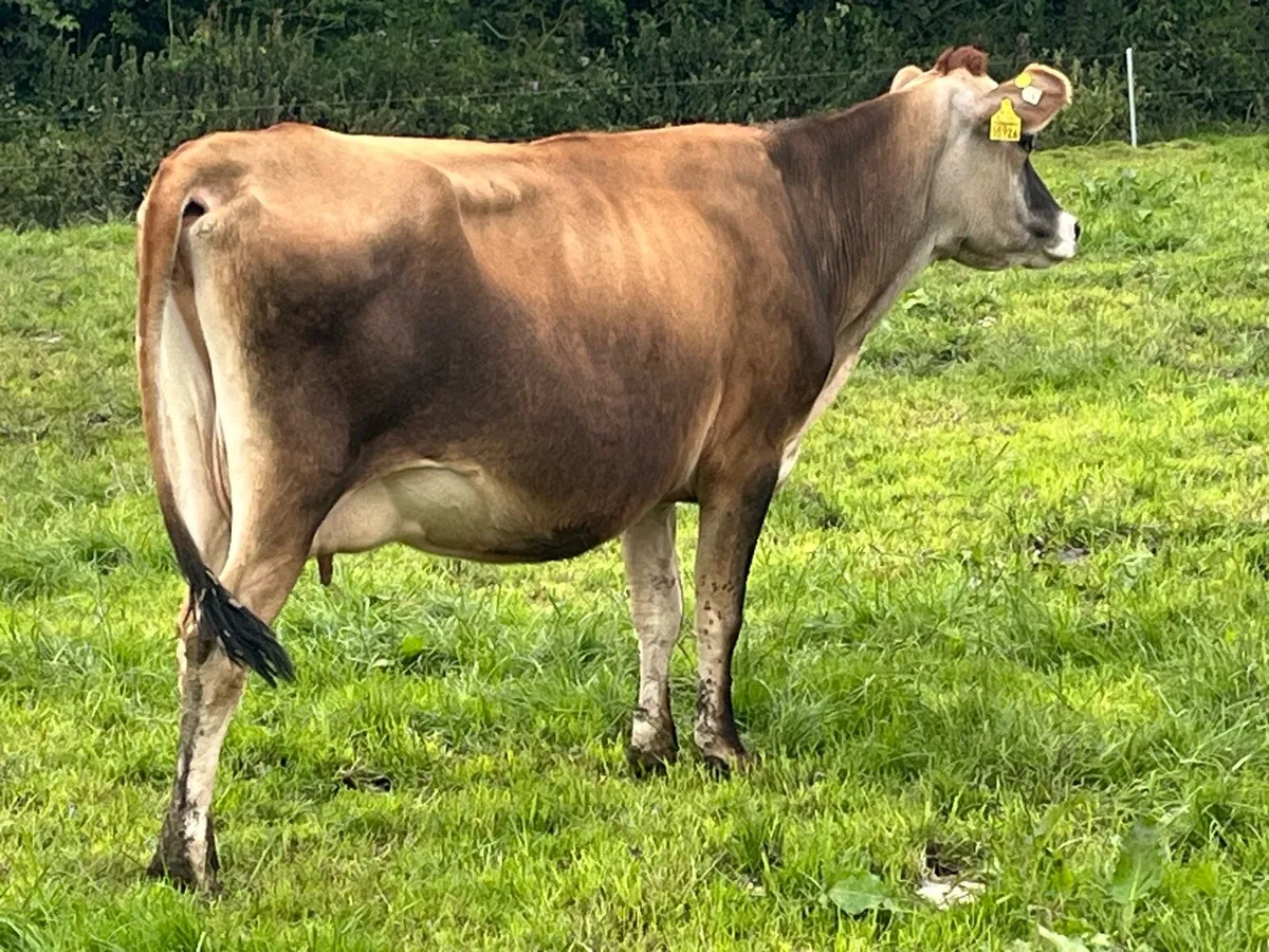 Autumn Calving Jersey - Image 1