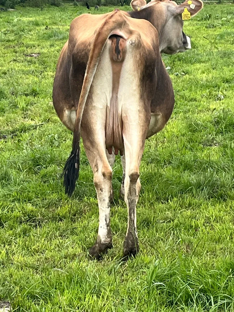 Autumn Calving Jersey - Image 2