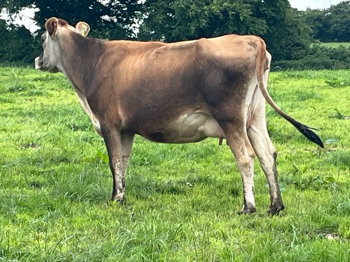 Autumn Calving Jersey - Image 3