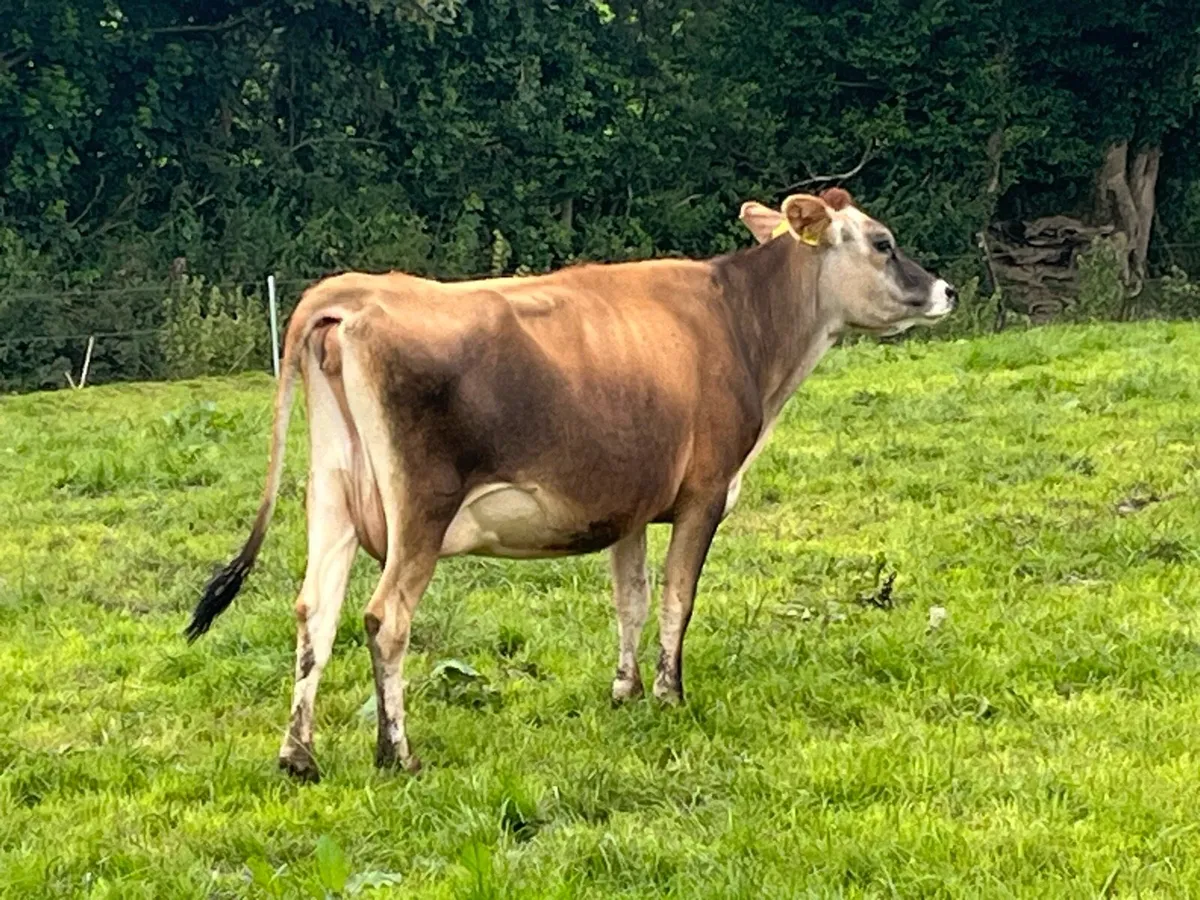 Autumn Calving Jersey - Image 4
