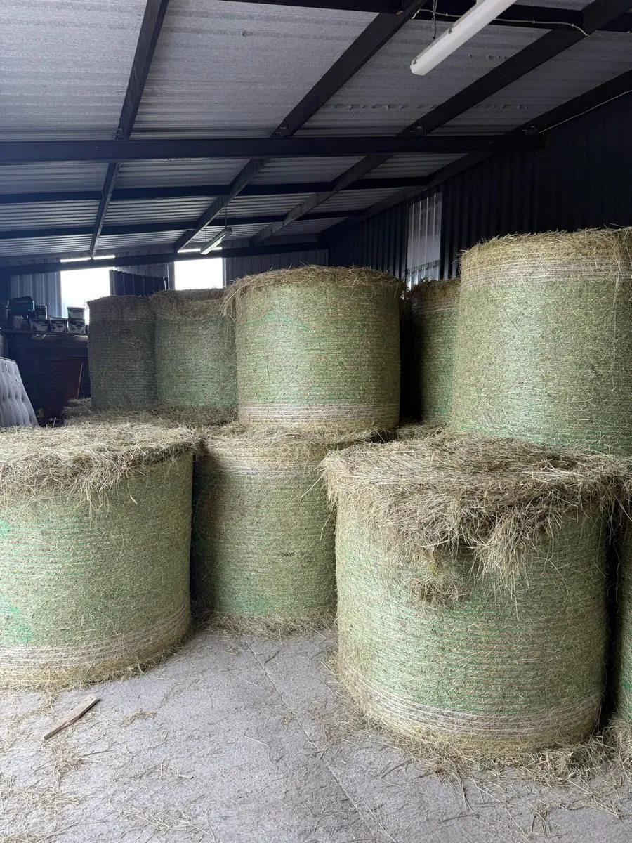 Hay - Image 1