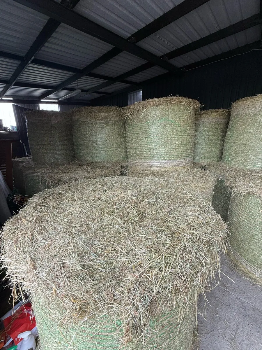 Hay - Image 2