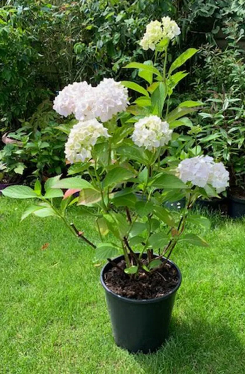 Two Very large Hydrangea - Image 1