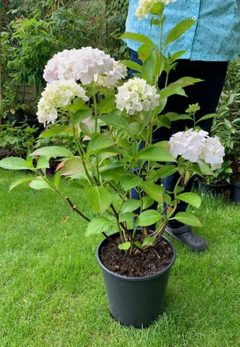 Two Very large Hydrangea - Image 2