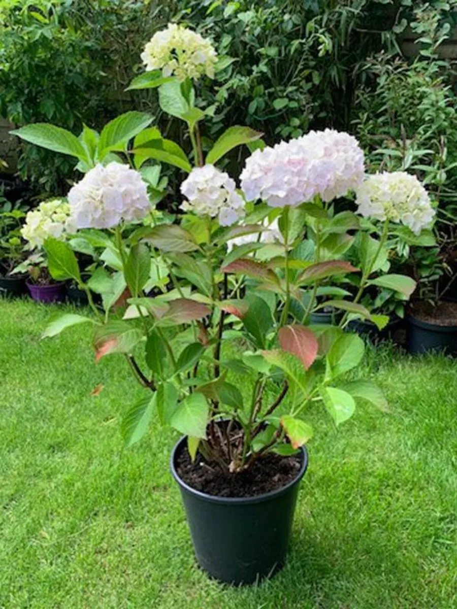 Two Very large Hydrangea - Image 3