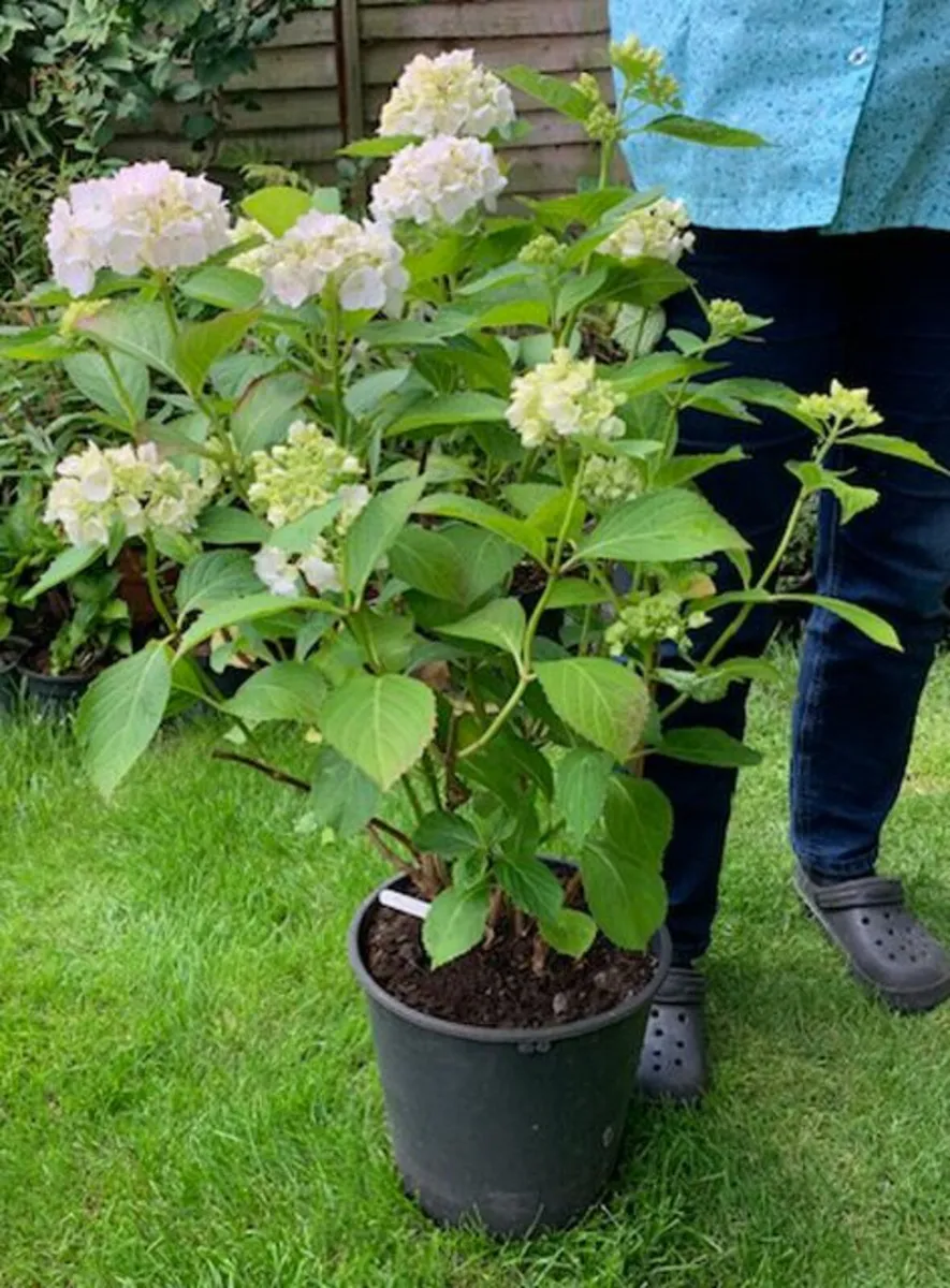 Two Very large Hydrangea - Image 4