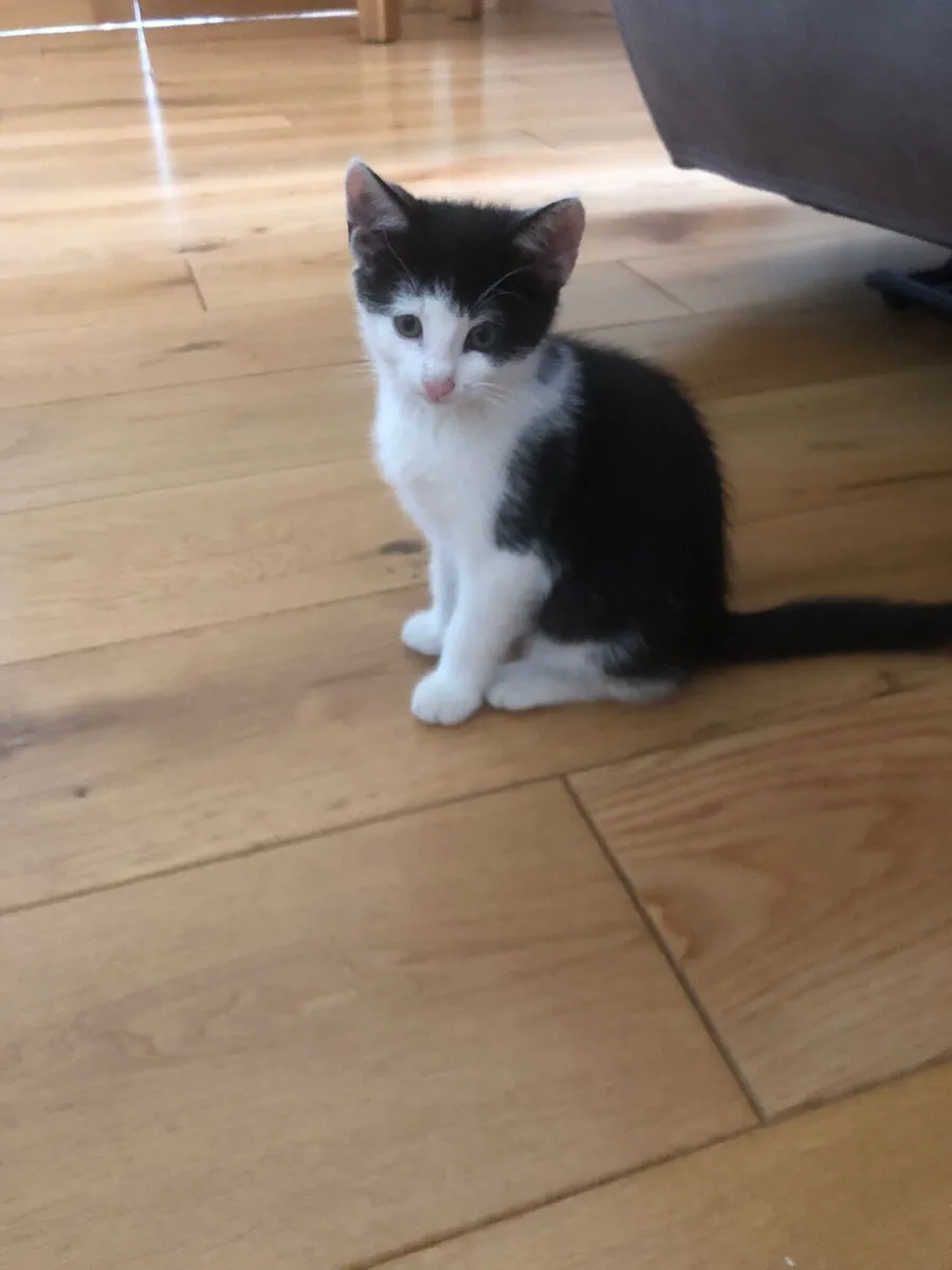 Kittens - Image 1
