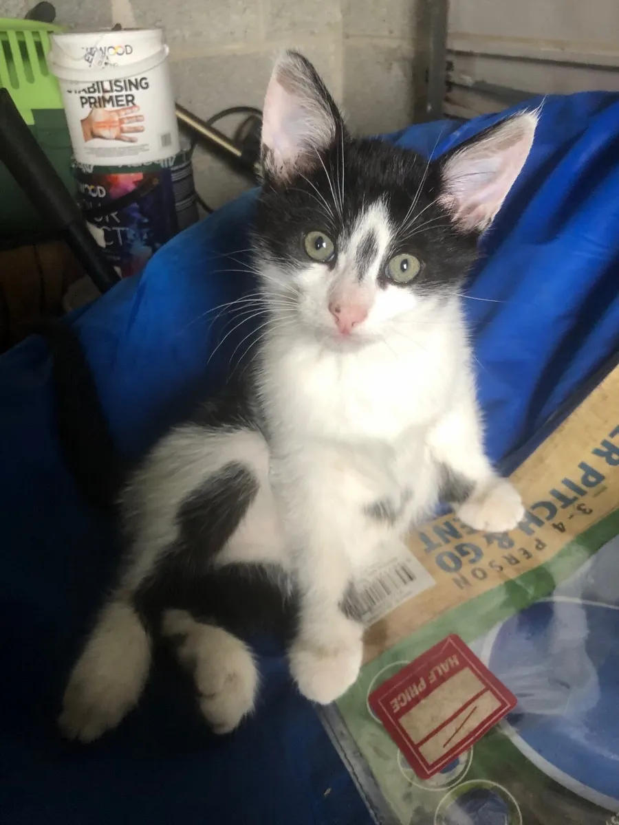 Kittens - Image 2