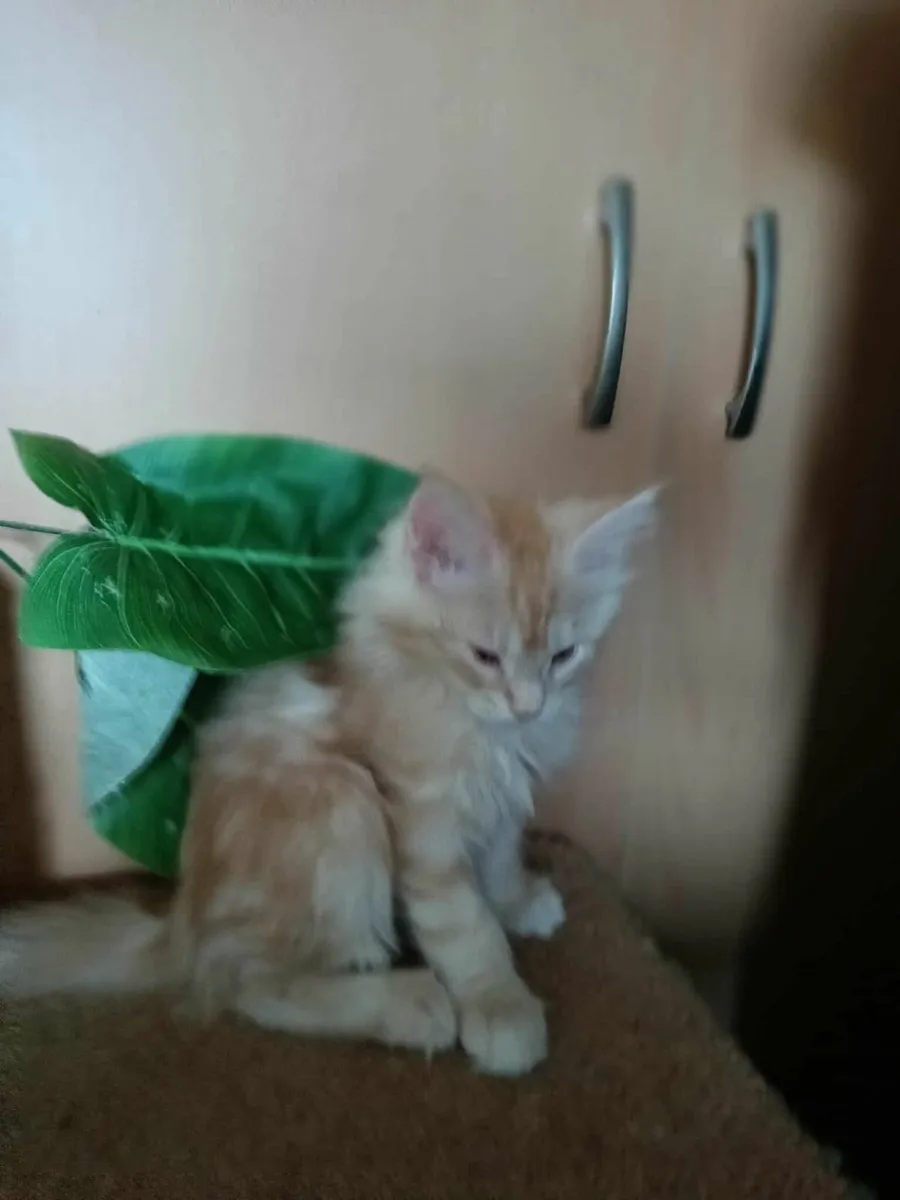 Maine Coon girl Desiree is for sale  WCF - Image 4
