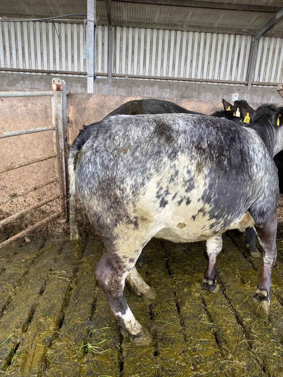 Cattle - Image 1