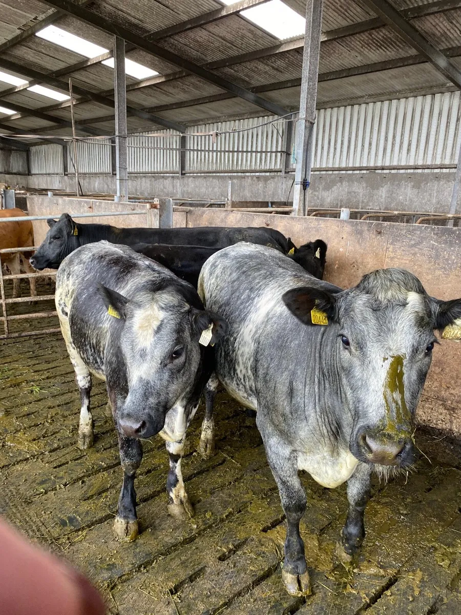 Cattle - Image 2