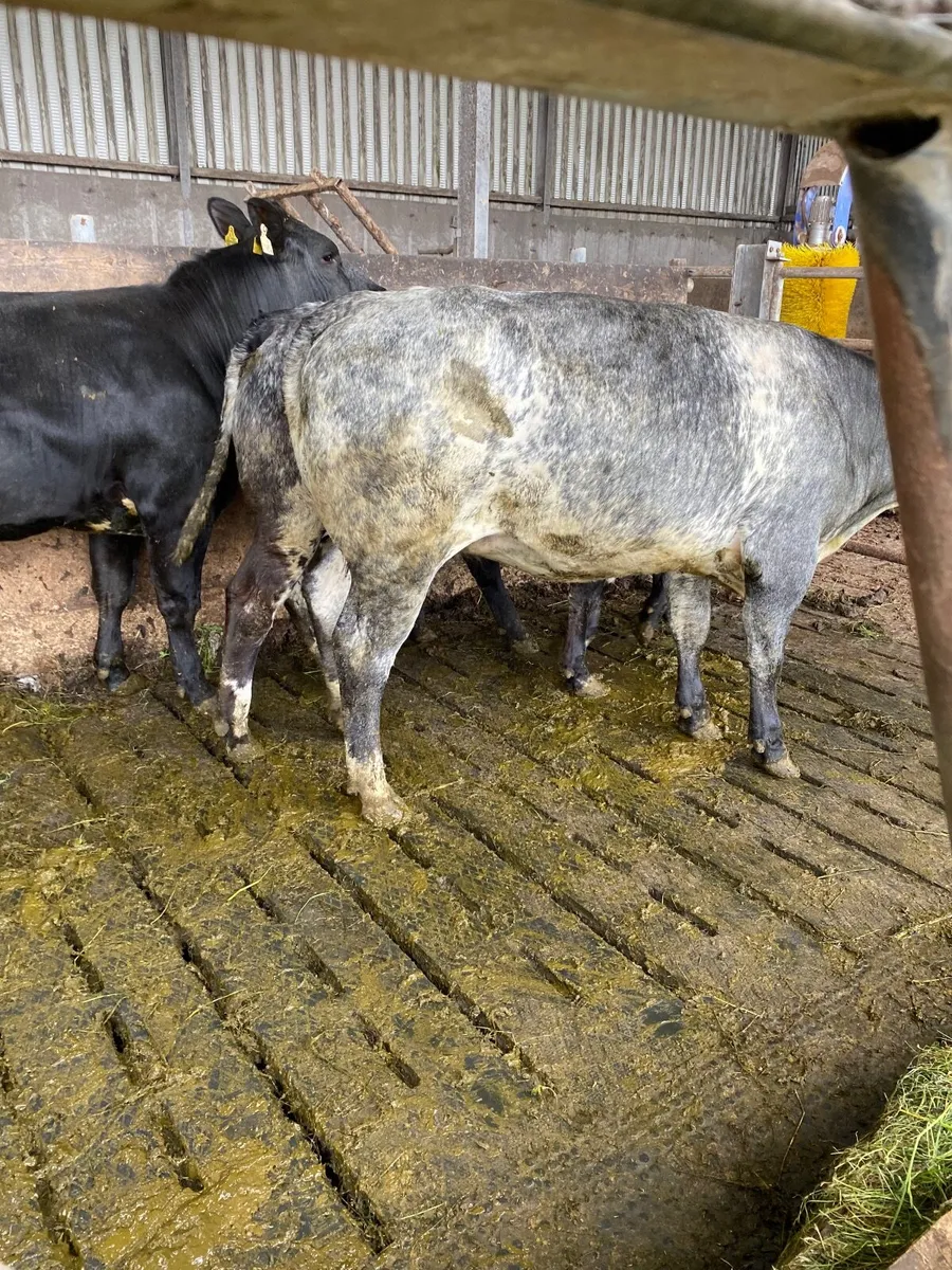 Cattle - Image 3