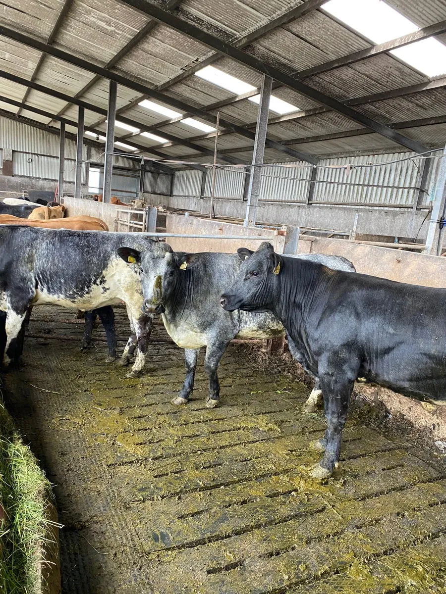 Cattle - Image 4