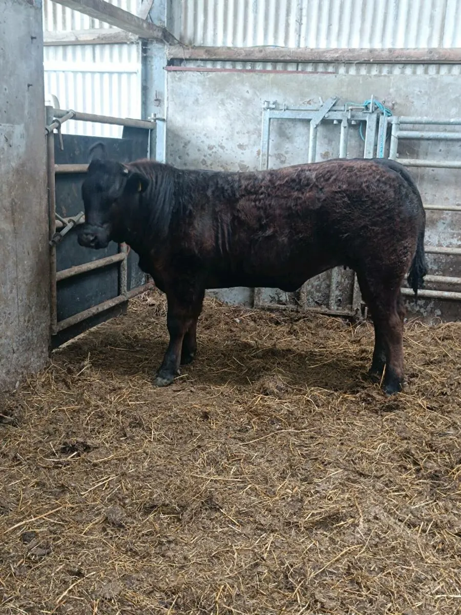 ⭐Weanling heifers for Balla Mart ⭐ - Image 1