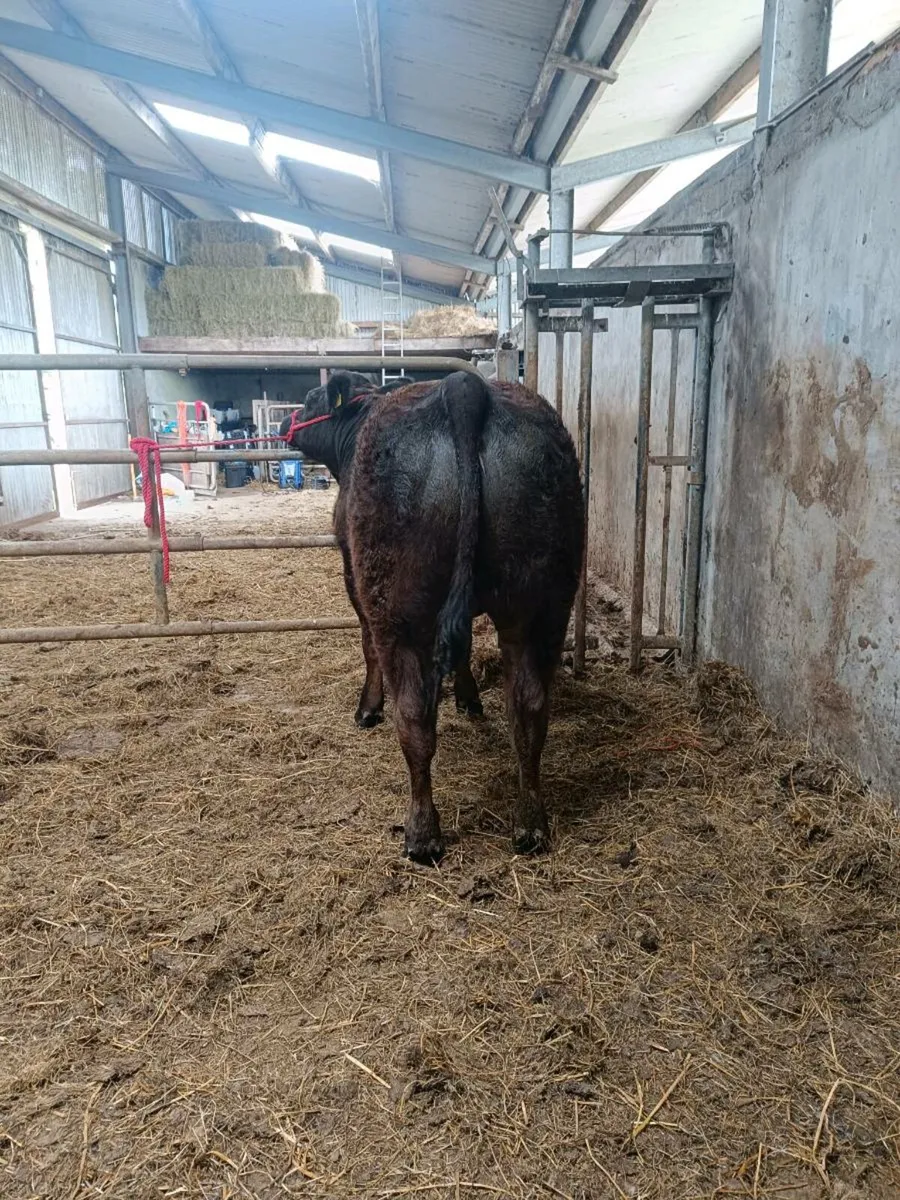 ⭐Weanling heifers for Balla Mart ⭐ - Image 2