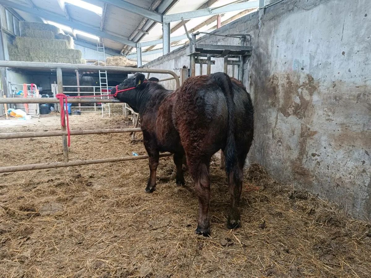 ⭐Weanling heifers for Balla Mart ⭐ - Image 3