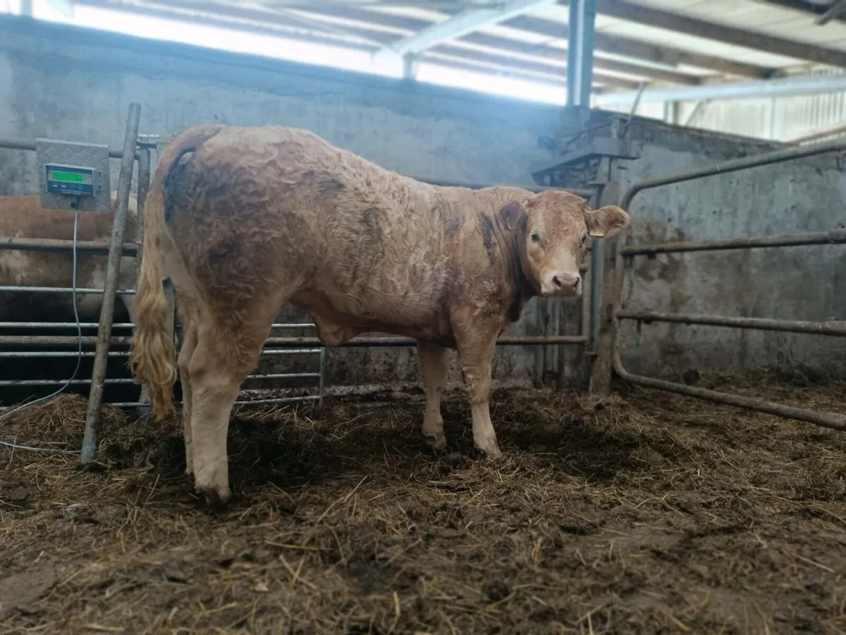 ⭐Weanling heifers for Balla Mart ⭐ - Image 4