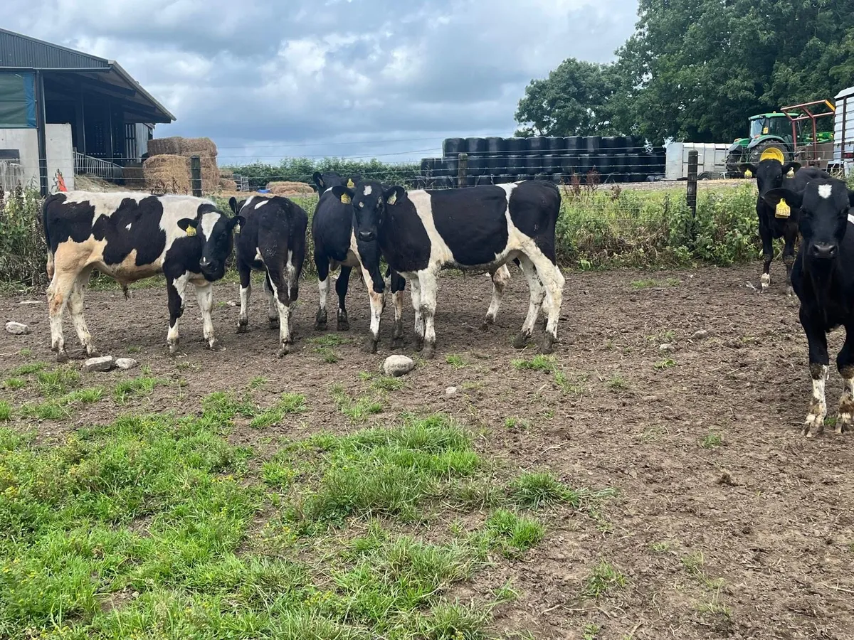 15 super  British Frisian  bull  weanlings - Image 1
