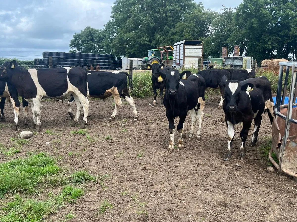 15 super  British Frisian  bull  weanlings - Image 3