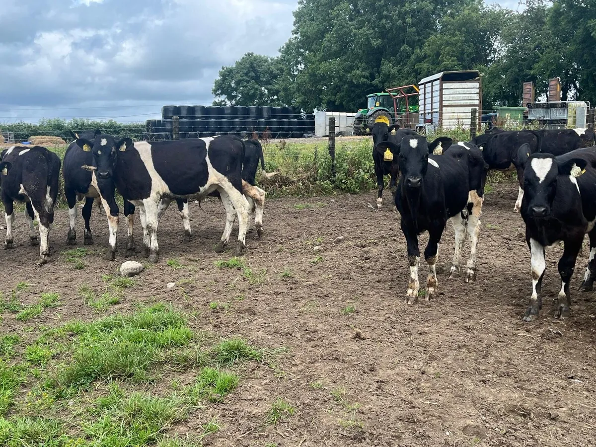 15 super  British Frisian  bull  weanlings - Image 4