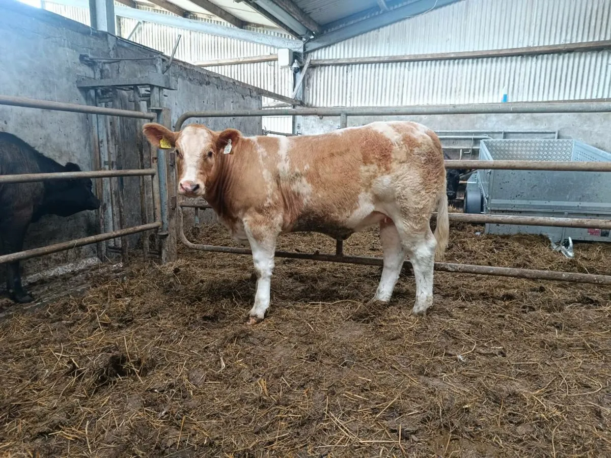⭐Weanling heifer ⭐ - Image 2