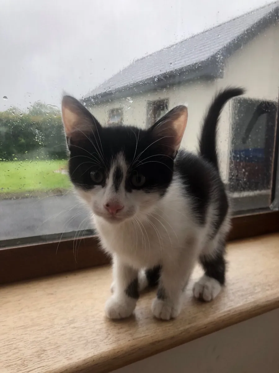 Kittens - Image 3