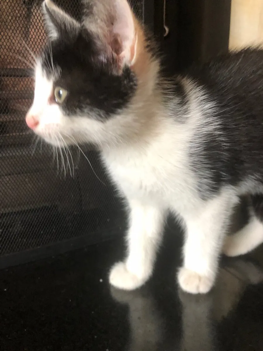 Kittens - Image 4